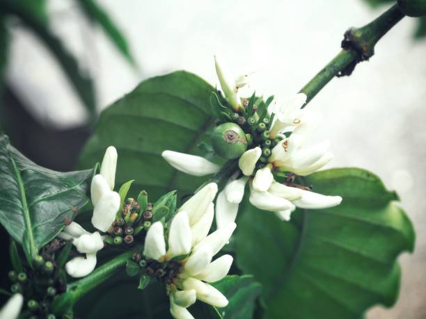 istock Coffee plant with flowers 818005966