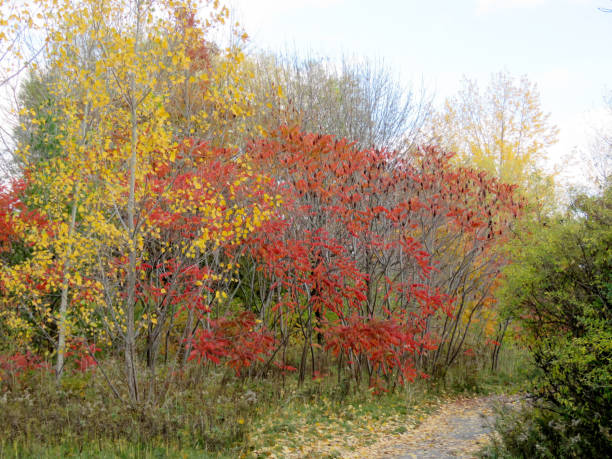 istock Toronto Lake Humber Bay Park autumn 2016 818006402