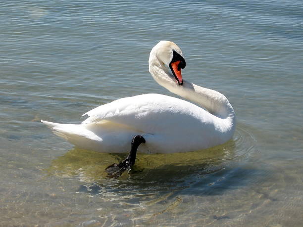 istock Toronto Lake Mute Swan 2007 818028054