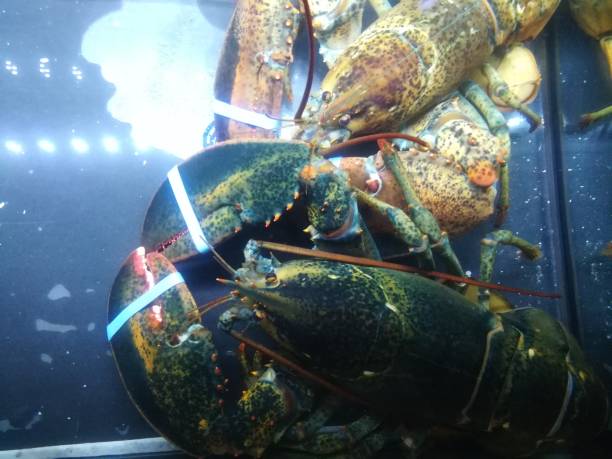 istock Lobster on water tank 818032644