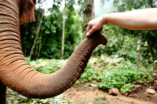 Reach out - Feeding an Elephant (XXXL)