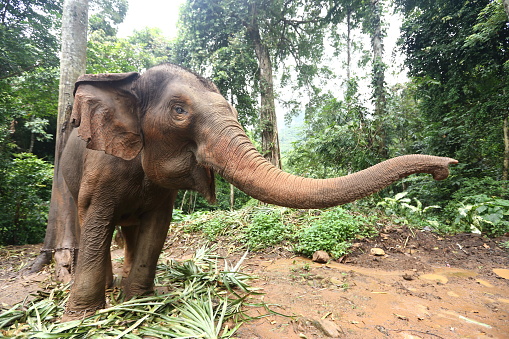 Tamed Elephant in jungle deep forest for Tourism, Lonely big one chain to the tree and wait for visitor to feed