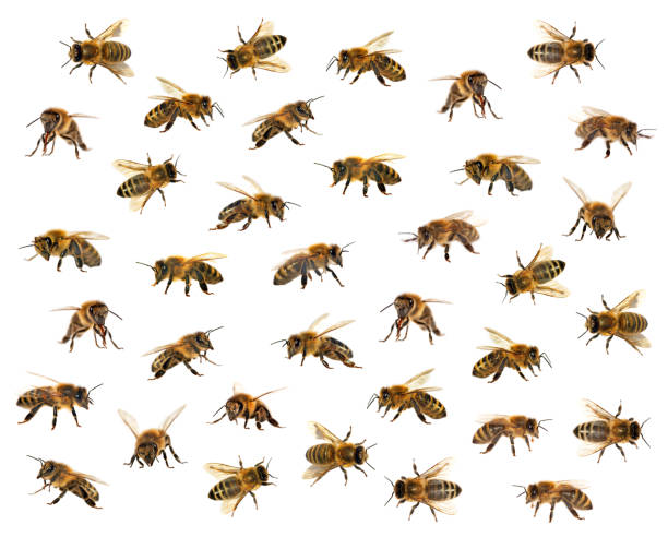 istock group of bee or honeybee on white background, honey bees 818052308