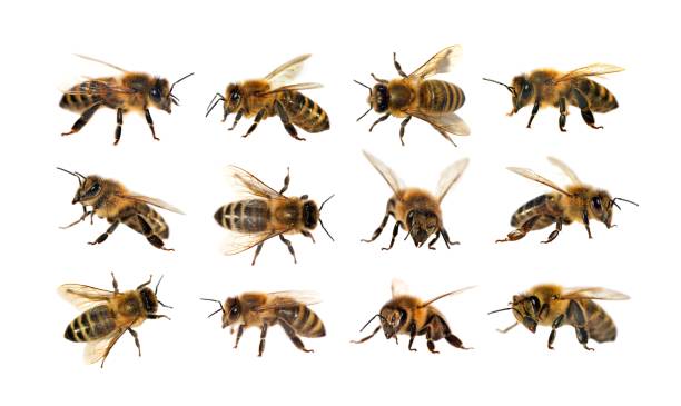 istock group of bee or honeybee on white background, honey bees 818062828