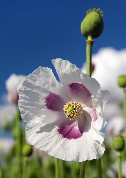 detail of flowering opium poppy papaver somniferum - oriental poppy poppy close up purple imagens e fotografias de stock