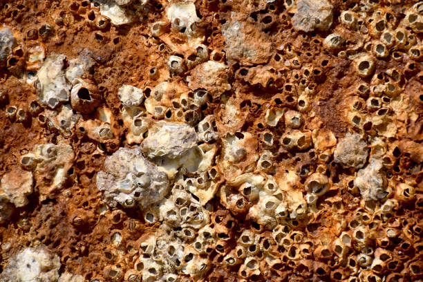 istock Rusted steel texture from shipwreck wreck or anchor 818064486