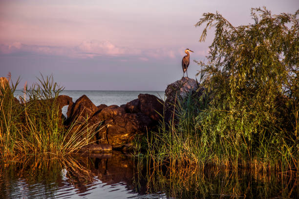 istock Great Blue Heron on Lake Erie 818075880