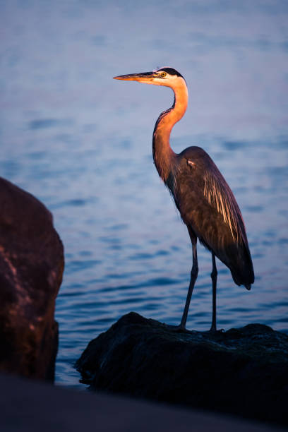 A Great Blue Heron sits on the shores of Lake Erie, in Ontario, Canada, as the sun sets.