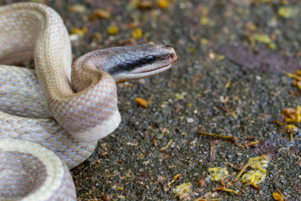 istock Rat Snake, Orthriophis taeniurus ridleyi 818090642