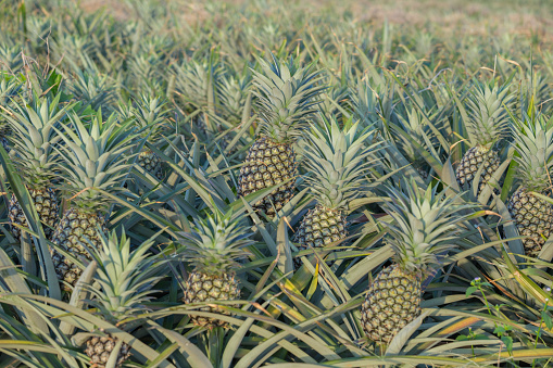 Pineapple plant, tropical fruit growing in a farm, Thailand
