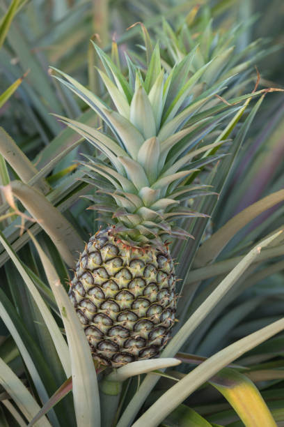 istock Pineapple plant, tropical fruit growing in a farm 818091060