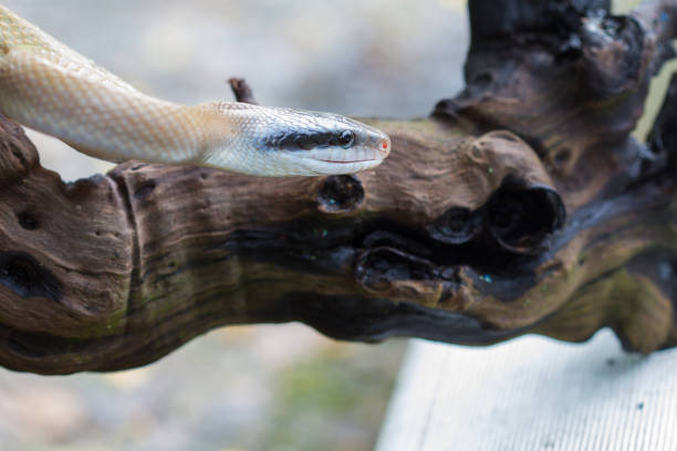 istock Rat Snake, Orthriophis taeniurus ridleyi 818091896