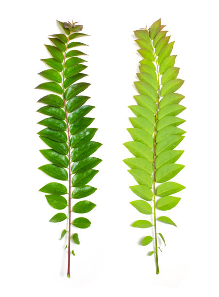 istock Front and back green star gooseberry leafs isolated on white background. Tropical leafs of fruit in Thailand. 818100998