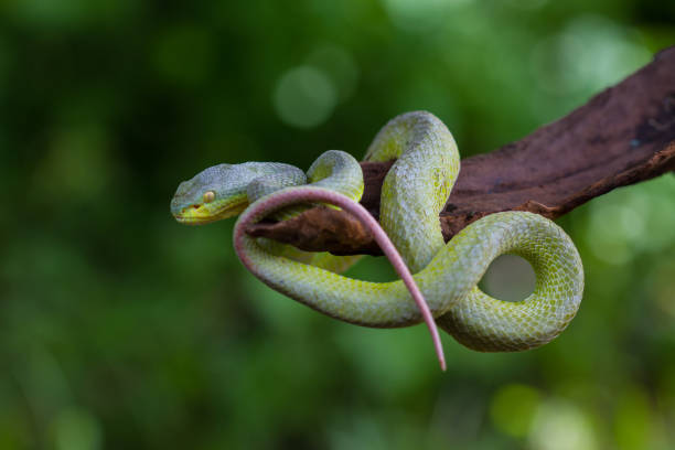 istock Close up Yellow-lipped Green Pit Viper snake 818102324