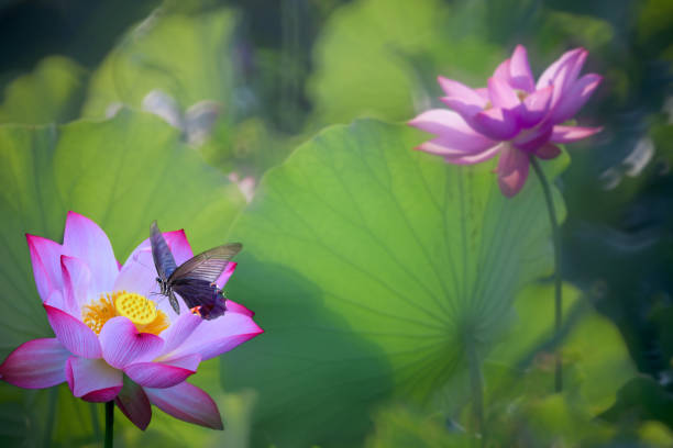 istock beautiful summer pink lotus with nice background 818104480