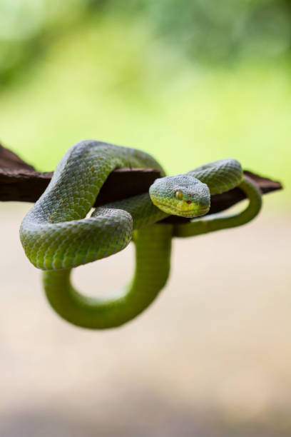 istock Close up Yellow-lipped Green Pit Viper snake 818105734