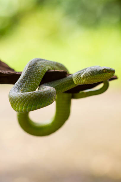 istock Close up Yellow-lipped Green Pit Viper snake 818105900