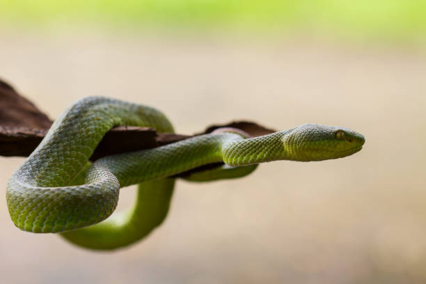 istock Close up Yellow-lipped Green Pit Viper snake 818106528