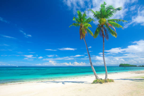 istock tropical beach with coconut palm 818113470