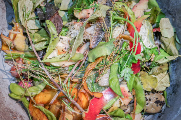istock Fresh food scraps for composting 818118526