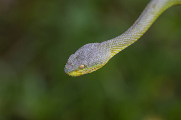 istock Close up Yellow-lipped Green Pit Viper snake 818119644