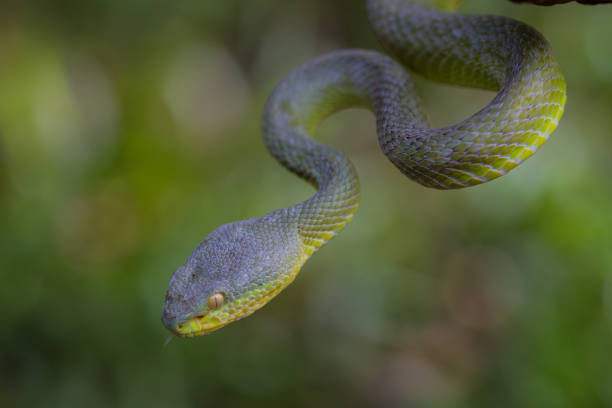 istock Close up Yellow-lipped Green Pit Viper snake 818123538