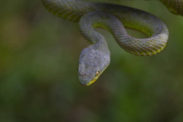 istock Close up Yellow-lipped Green Pit Viper snake 818123692