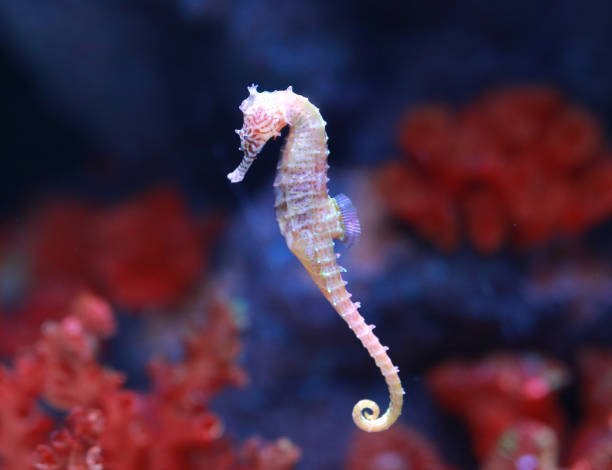 istock seahorse (Hippocampus) swimming. 818123854