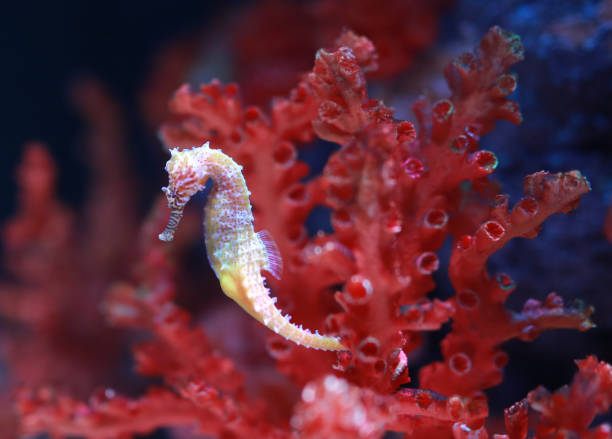 istock seahorse (Hippocampus) swimming. 818123972