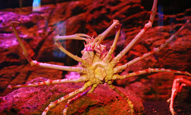 istock Giant Japanese Spider Crab. 818124918