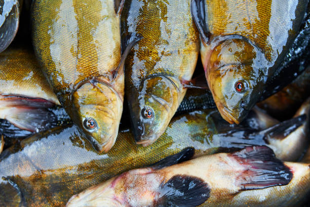 Fresh fish catch on sale Fresh fish catch on sale golden tench stock pictures, royalty-free photos & images