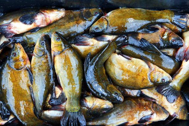 Fresh fish catch on sale Fresh fish catch on sale golden tench stock pictures, royalty-free photos & images