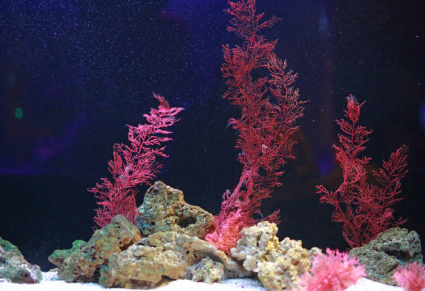 Alga and Corals in aquarium tank.