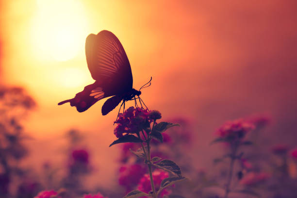 Shadow of butterfly on flowers with sunlight reflection from water in background. Light of peace concept