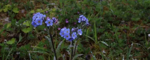 Forget Me Not flowers after a rain