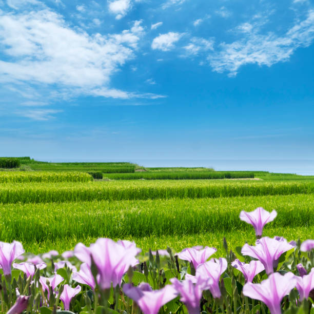 Rice fields in the countryside