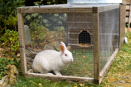 Pet white rabbit in rabbit hutch enclosure in suburban backyardPet white rabbit in rabbit hutch enclosure in suburban backyard