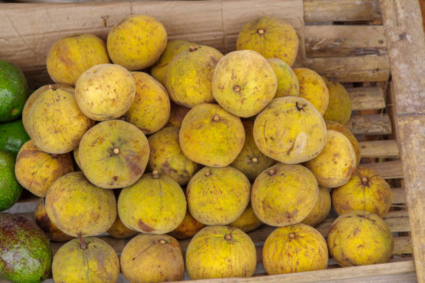 istock Tropical fruit Sandoricum koetjape, Philippines 818171050