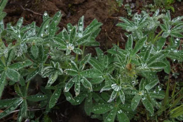 Wild lupine leaves after the rain