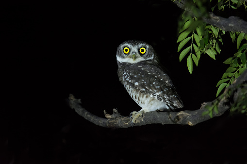 Long-eared owl in the night