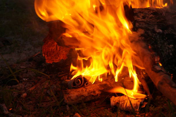 istock Bright flame of fire from birch bark and firewood in the evening forest 818208426