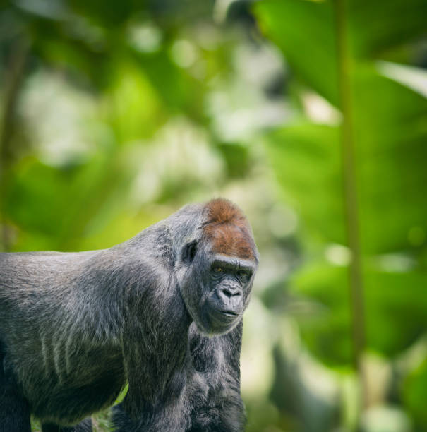 Western Lowland Gorilla ( Gorilla gorilla gorilla ) standing and looking at camera in rainforest