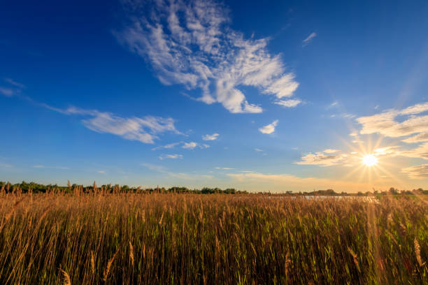 istock Scenic view of beautiful sunset with grass. 818236496