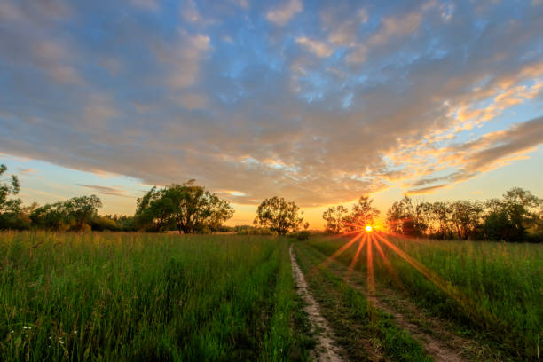 istock Scene of beautiful sunset at summer field with willows and grass. 818241020