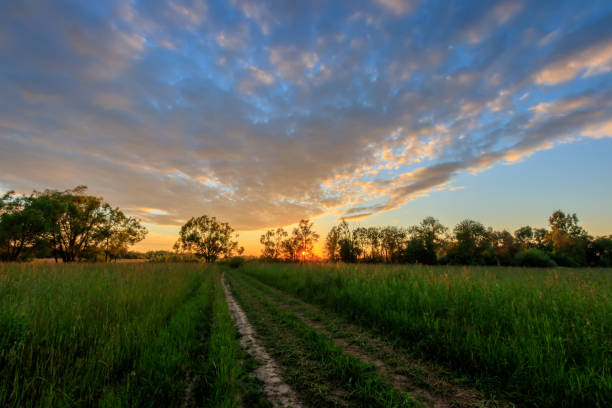 istock Scene of beautiful sunset at summer field with willows and grass. 818241062