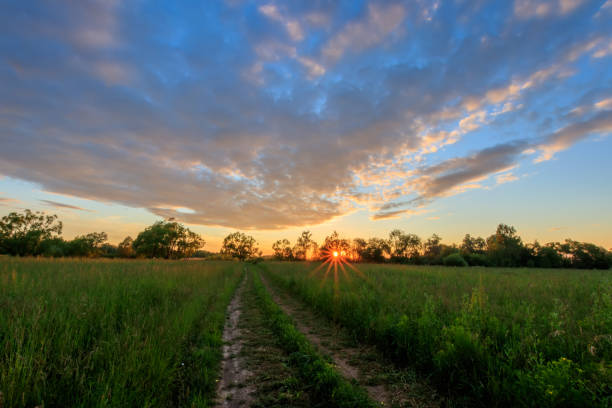 istock Scene of beautiful sunset at summer field with willows and grass. 818241074