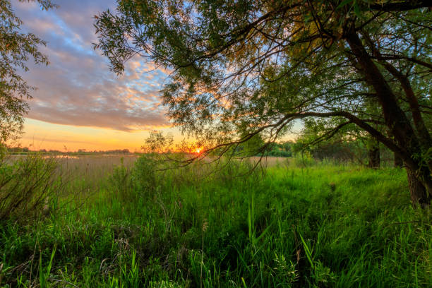 istock Scene of beautiful sunset at summer with willows, pond and grass. 818241122