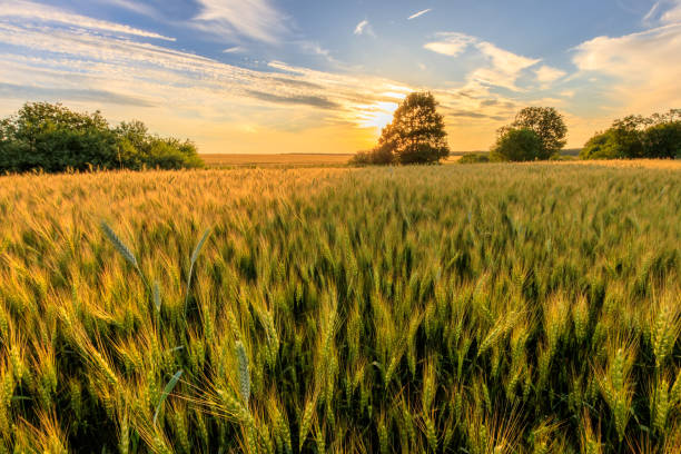 istock Sunset on the field with young rye. 818242152