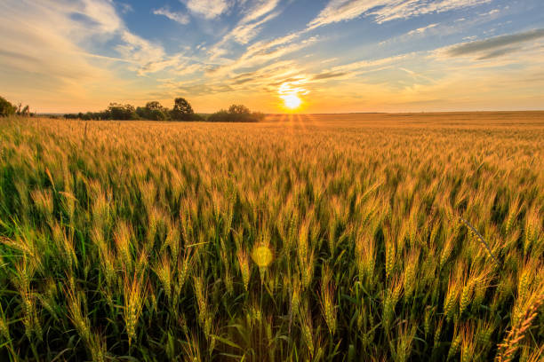 istock Sunset on the field with young rye. 818242284