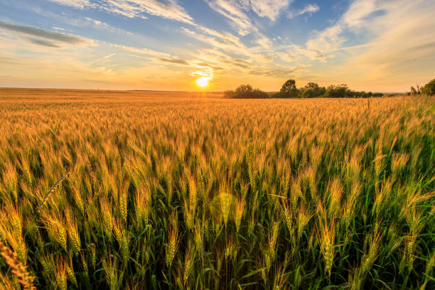 istock Sunset on the field with young rye. 818242362